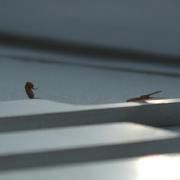 Capa do Single/EP "Duro (part. Skrillex)", de Young Miko