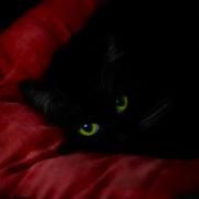 Capa do Álbum "Heaven, for a moment", de amotti