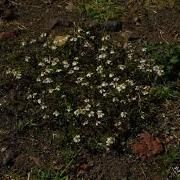 la lluvia no mata las flores}