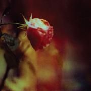 Stretch The Truth B/W Green & Gold}