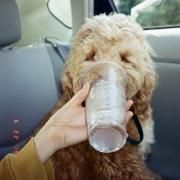 Portada de Sencillo/EP "The Archive", de Lily Potter