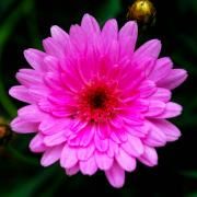 Capa do Single/EP "El Gato se Sube al Piano (part. Colombina Parra)", de Jorge Gonzalez