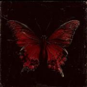The Stages of My Butterflies}