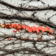 Capa do Single/EP "Aurora", de José Madero