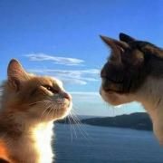 Portada de Sencillo/EP "Pétalas ", de BunnyXp