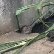 Capa do Single/EP "R.A.T", de samul