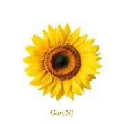 The Gavy NJ: II}