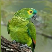 Papagaio do Futuro / Coco Das Serras}