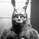 Donnie Darko