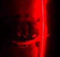 DÆN