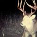 deer death