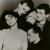 Sugarcubes