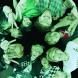 Stray Kids