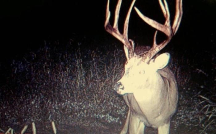deer death