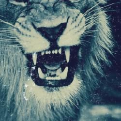 Foto de Leões da Arca