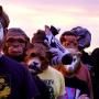 The Sound Of Animals Fighting