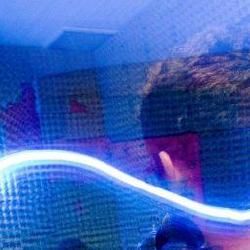 Foto de Cogumelos Voadores de Madagascar