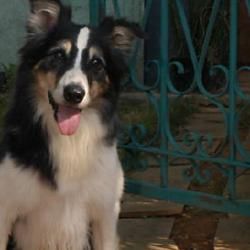 Foto de Carrossel (2012)